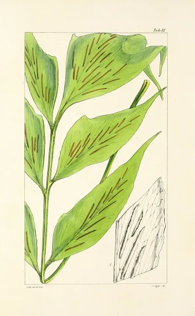 A Century Of Ferns Pl 37