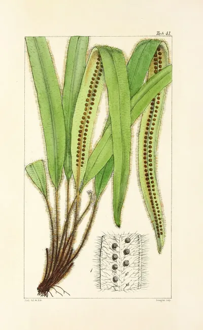 A Century Of Ferns Pl 39