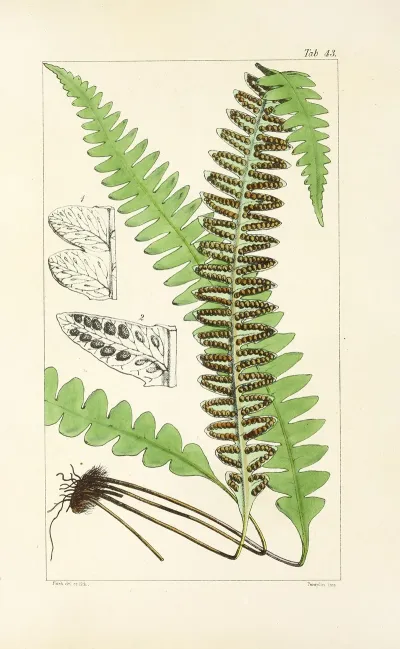 A Century Of Ferns Pl 41