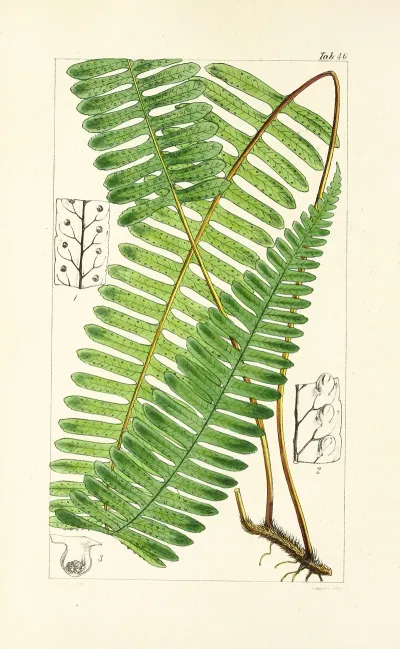 A Century Of Ferns Pl 44
