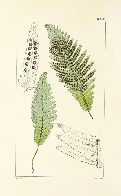 A Century Of Ferns Pl 45