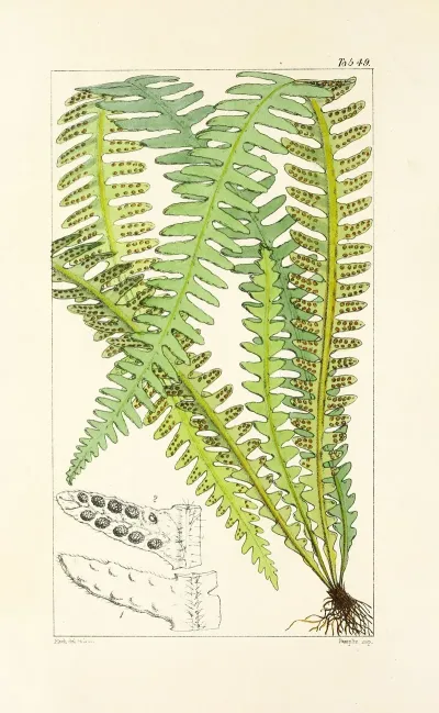 A Century Of Ferns Pl 47