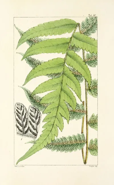 A Century Of Ferns Pl 48