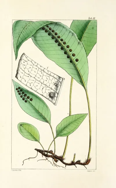 A Century Of Ferns Pl 49