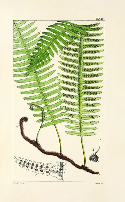 A Century Of Ferns Pl 50
