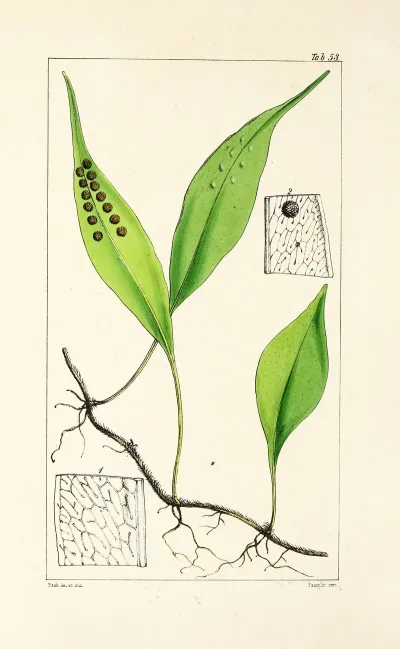 A Century Of Ferns Pl 51