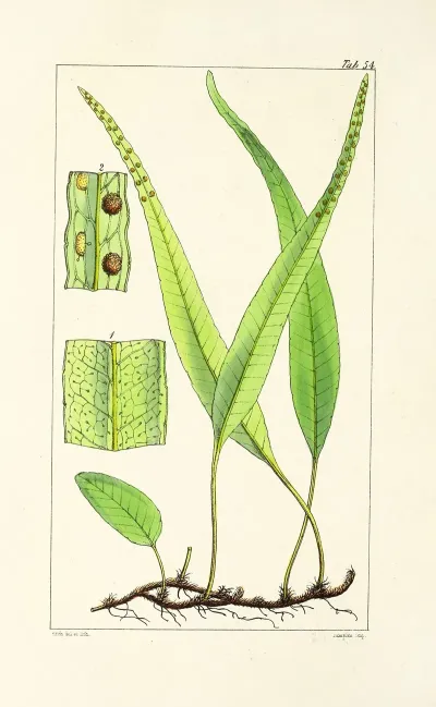 A Century Of Ferns Pl 52