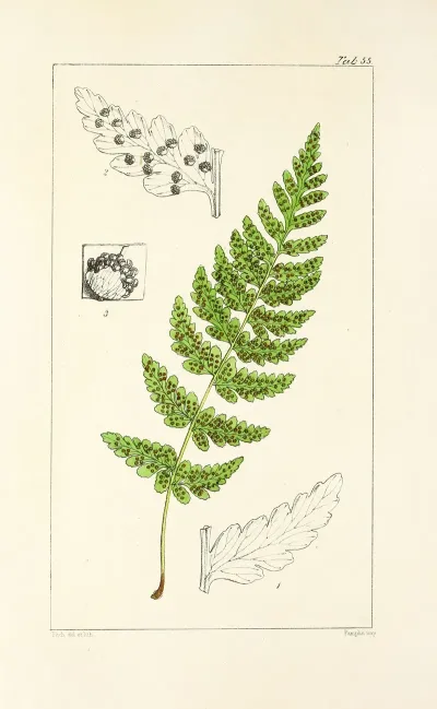 A Century Of Ferns Pl 53