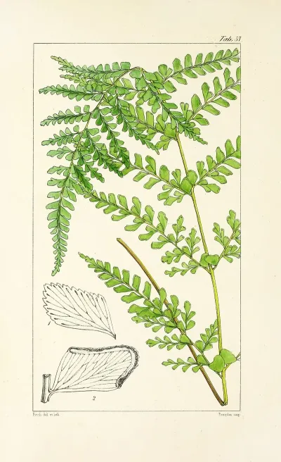 A Century Of Ferns Pl 55