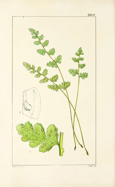 A Century Of Ferns Pl 57