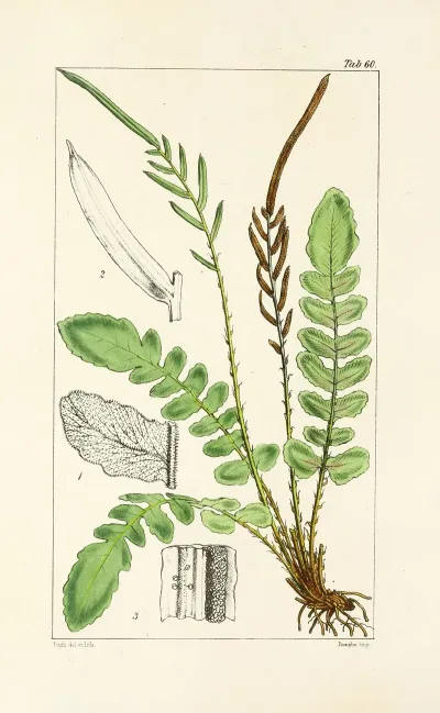 A Century Of Ferns Pl 58
