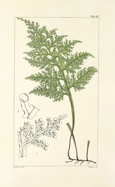 A Century Of Ferns Pl 60