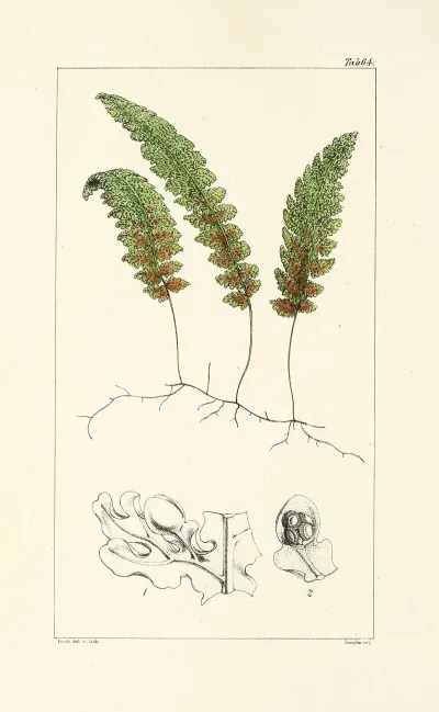 A Century Of Ferns Pl 62