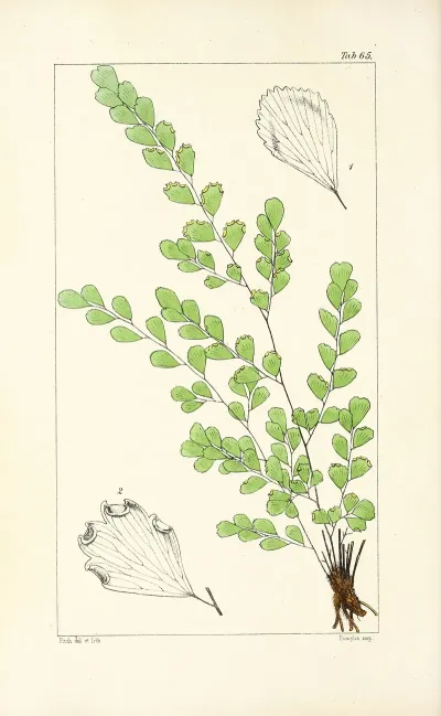 A Century Of Ferns Pl 63