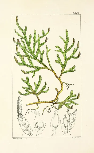 A Century Of Ferns Pl 64