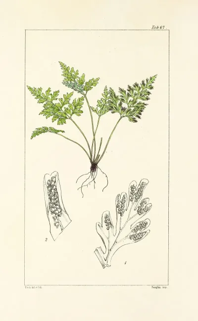 A Century Of Ferns Pl 65