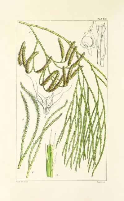 A Century Of Ferns Pl 66