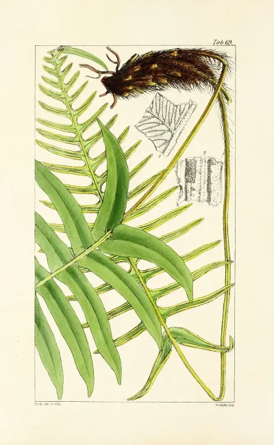 A Century Of Ferns Pl 67