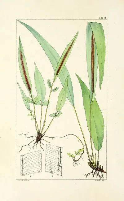 A Century Of Ferns Pl 68