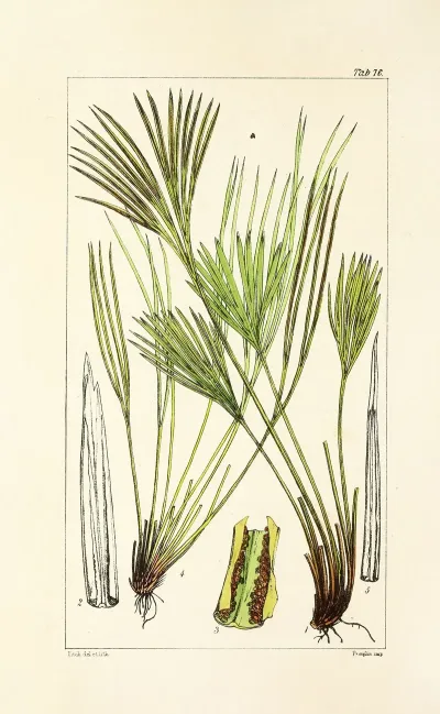 A Century Of Ferns Pl 72