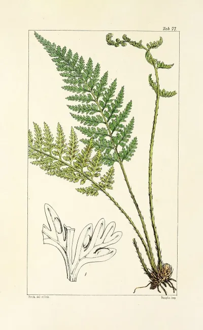 A Century Of Ferns Pl 73