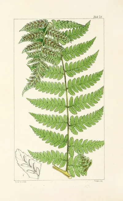 A Century Of Ferns Pl 74