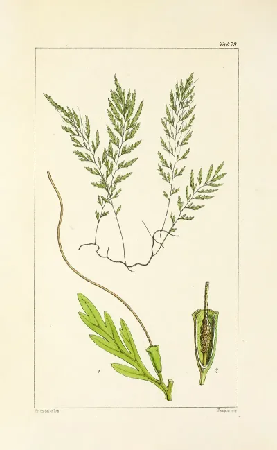 A Century Of Ferns Pl 75