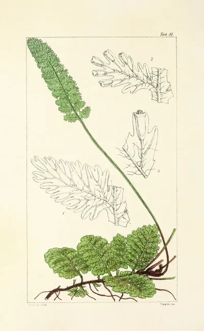 A Century Of Ferns Pl 77