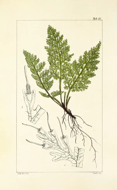 A Century Of Ferns Pl 78
