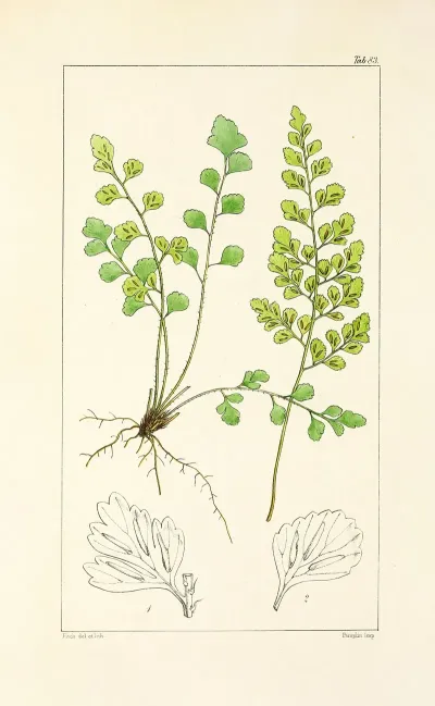 A Century Of Ferns Pl 79