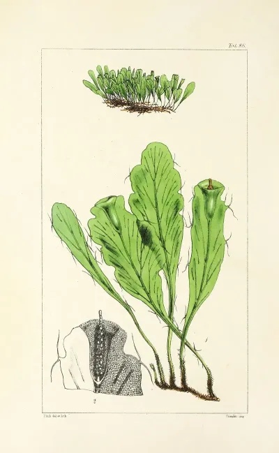 A Century Of Ferns Pl 82