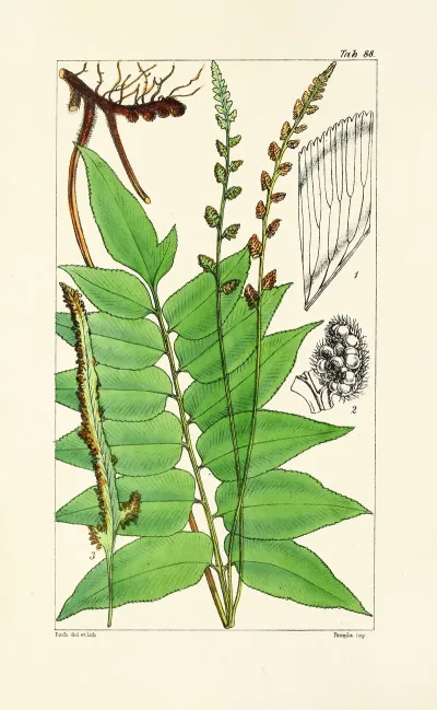 A Century Of Ferns Pl 84