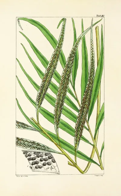 A Century Of Ferns Pl 86