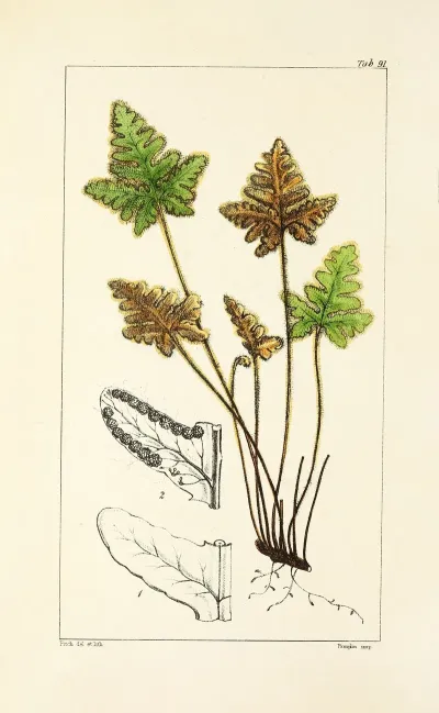 A Century Of Ferns Pl 87