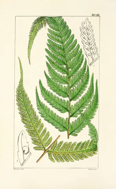 A Century Of Ferns Pl 89