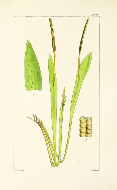 A Century Of Ferns Pl 91