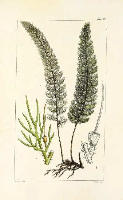 A Century Of Ferns Pl 93