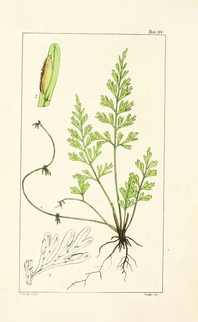 A Century Of Ferns Pl 96