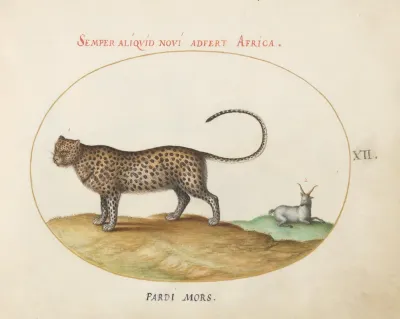 A Cheetah And A Wild Sheep