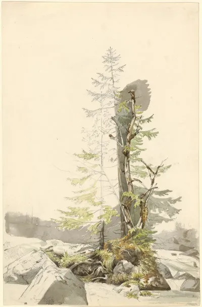 A Clump Of Trees By A Rocky Stream In The Ramsau