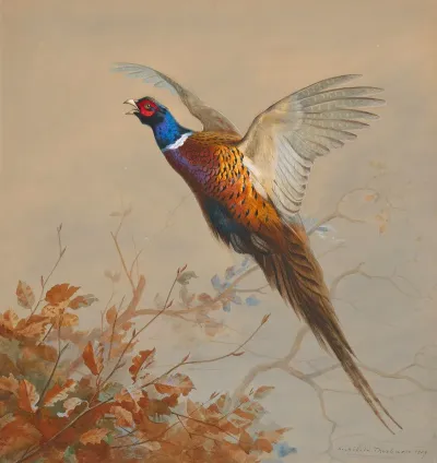 A Cock Pheasant In Flight