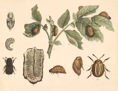 A Coloradokafer Doryphora Decemlineata B Dessen Larve C Puppe D Eier E Kartoffelplanze Mit Eiern Larve Und Kafer F Fichtenborkenkafer Bostrichus Typographus G Larve H Puppe I Bor