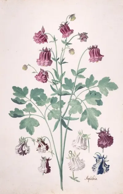 A Columbine Or Grannys Bonnet Aquilegia With Additional Studies Of Flowers