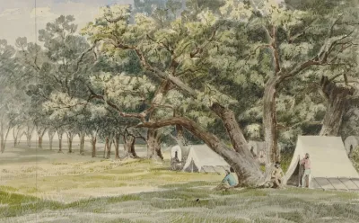 A Cottonwood Grove