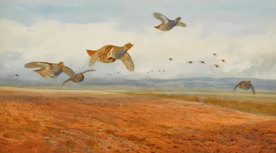 A Covey Of Grey Partridge In Flight
