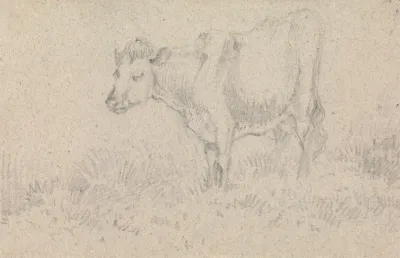 A Cow 2