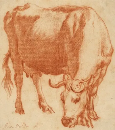 A Cow Grazing