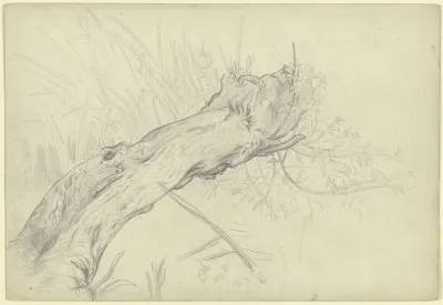 A Crooked Willow Tree