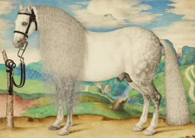 A Dappled Gray Stallion Tethered In A Landscape