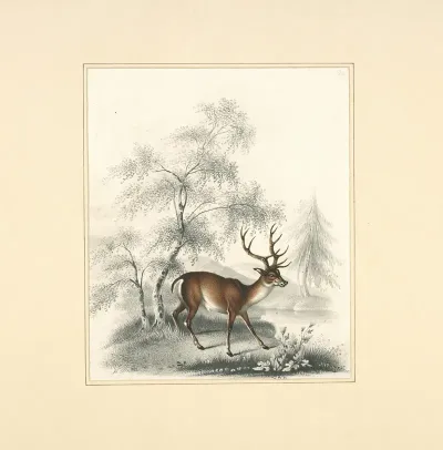 A Deer